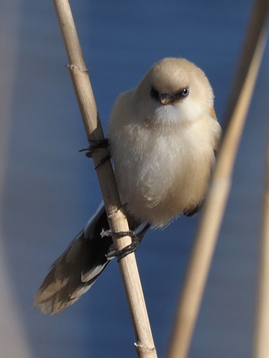 Bearded Reedling - ML344897271