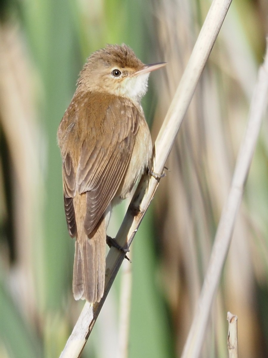 Common Reed Warbler - ML344897781