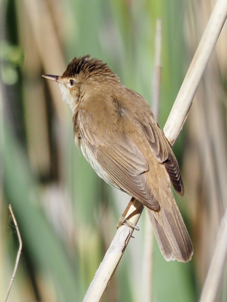 Common Reed Warbler - ML344897801