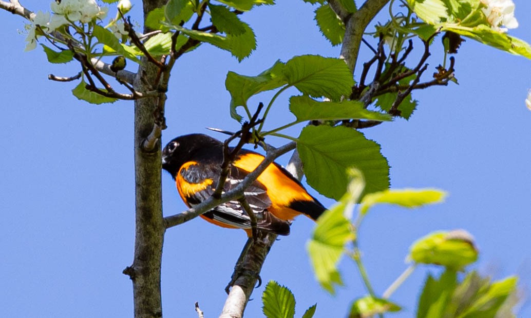 Baltimore Oriole - ML344897861