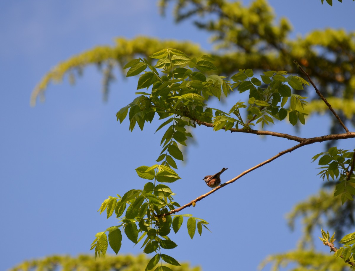 Chestnut-backed Chickadee - ML344898101