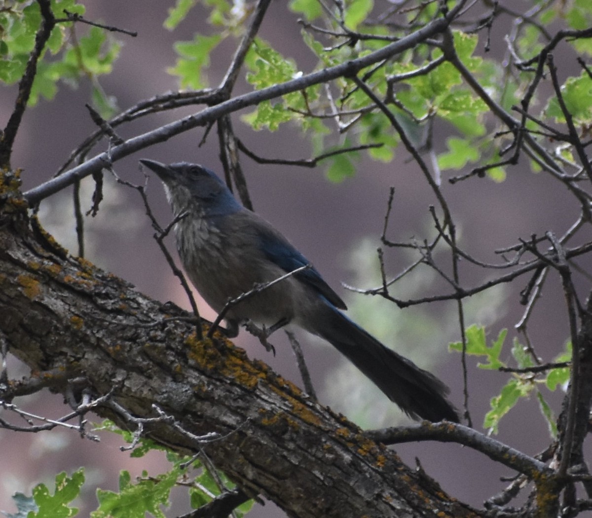 Woodhouse's Scrub-Jay - ML344898661