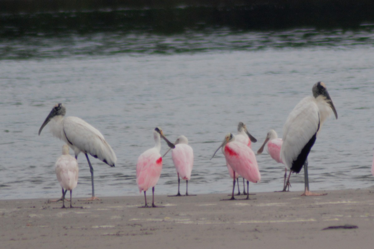 Wood Stork - ML34489941