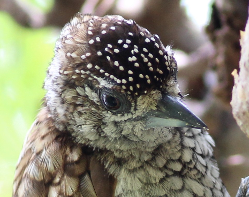 Scaled Piculet - ML344900941