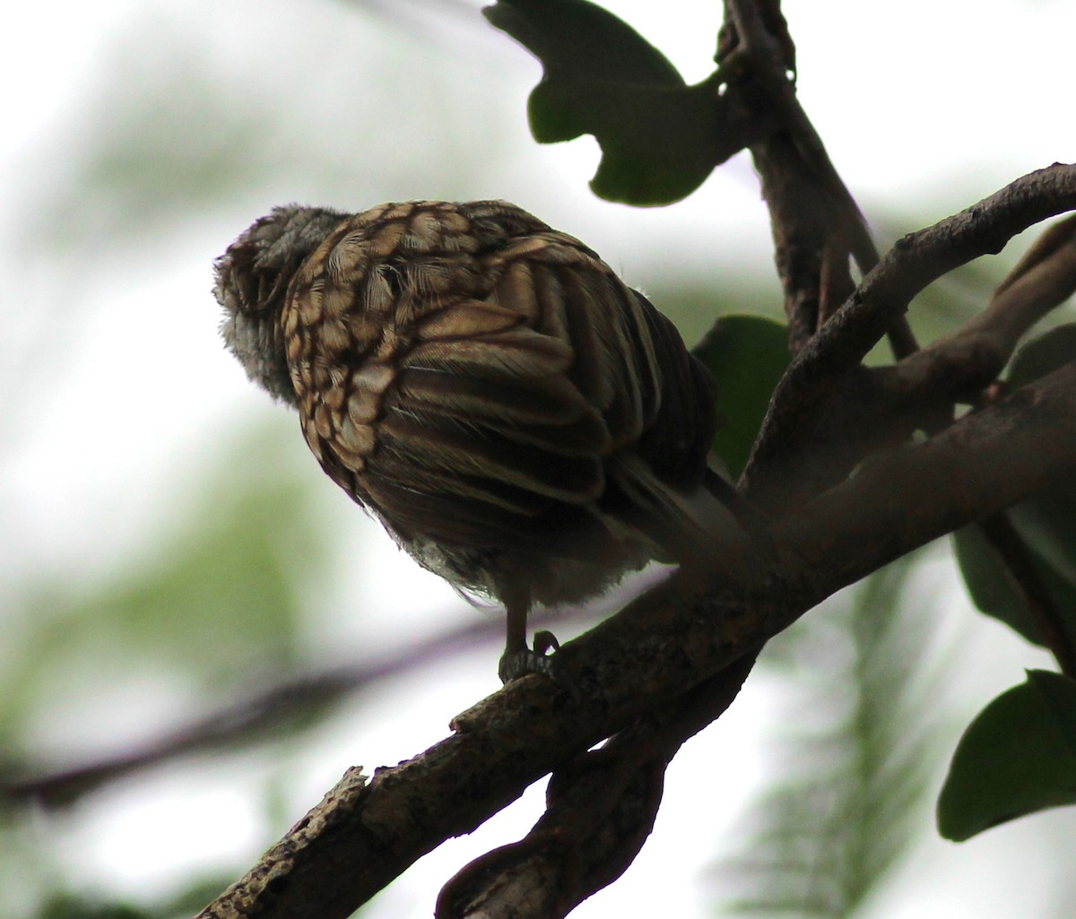 Scaled Piculet - ML344901001