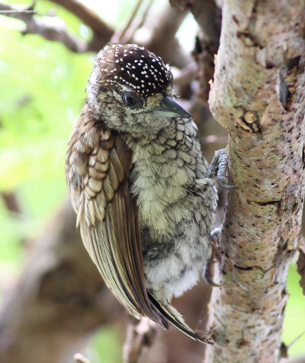 Scaled Piculet - ML344901131