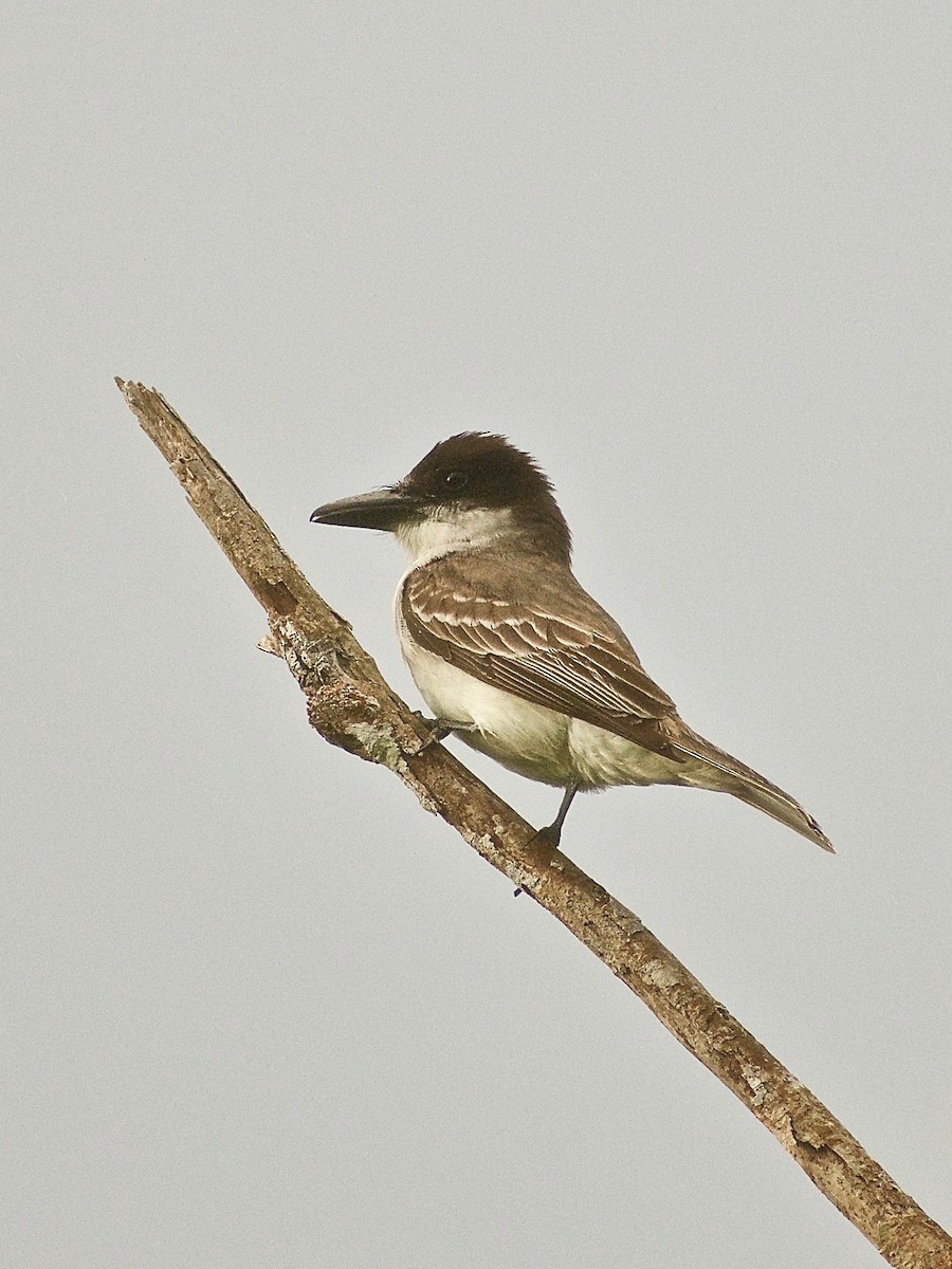 Giant Kingbird - ML344901811