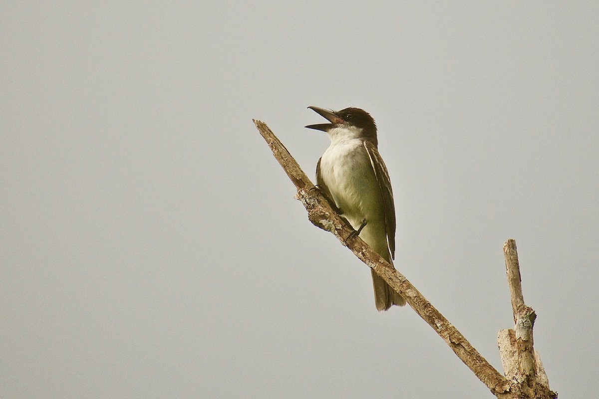 Giant Kingbird - ML344902351