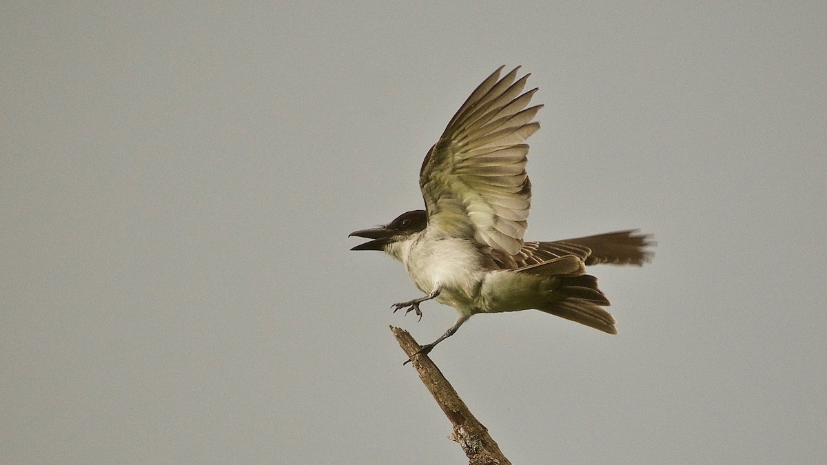 Giant Kingbird - Roberto Jovel