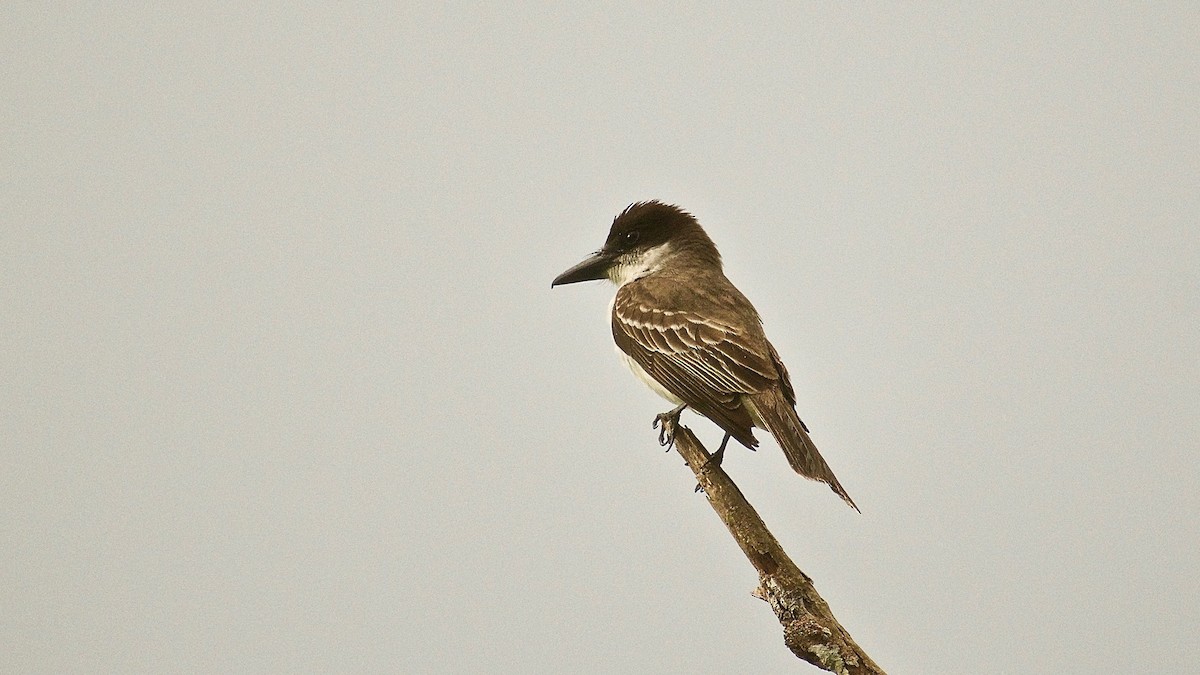 Giant Kingbird - ML344902531