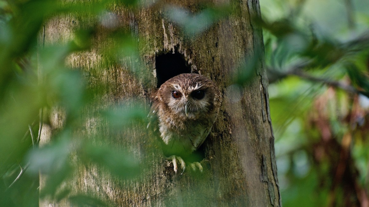 Bare-legged Owl - ML344902841