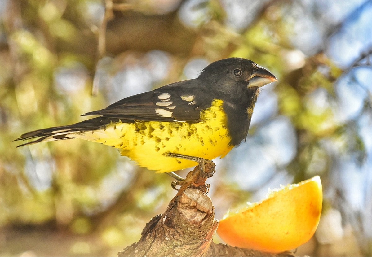 Black-backed Grosbeak - ML344902921