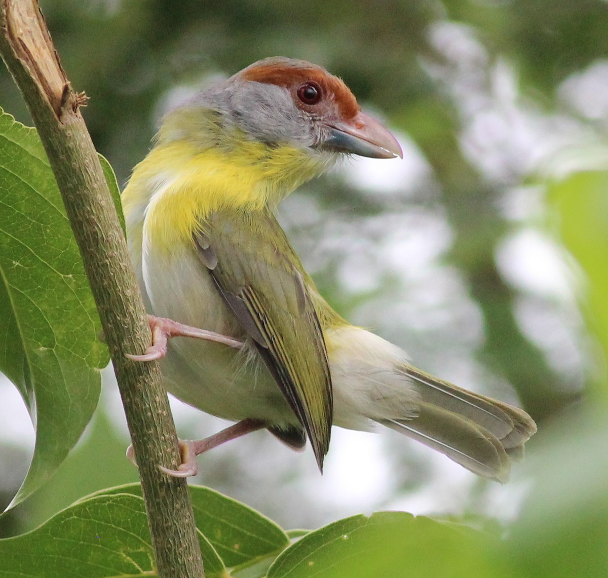 Rufous-browed Peppershrike - ML344903411