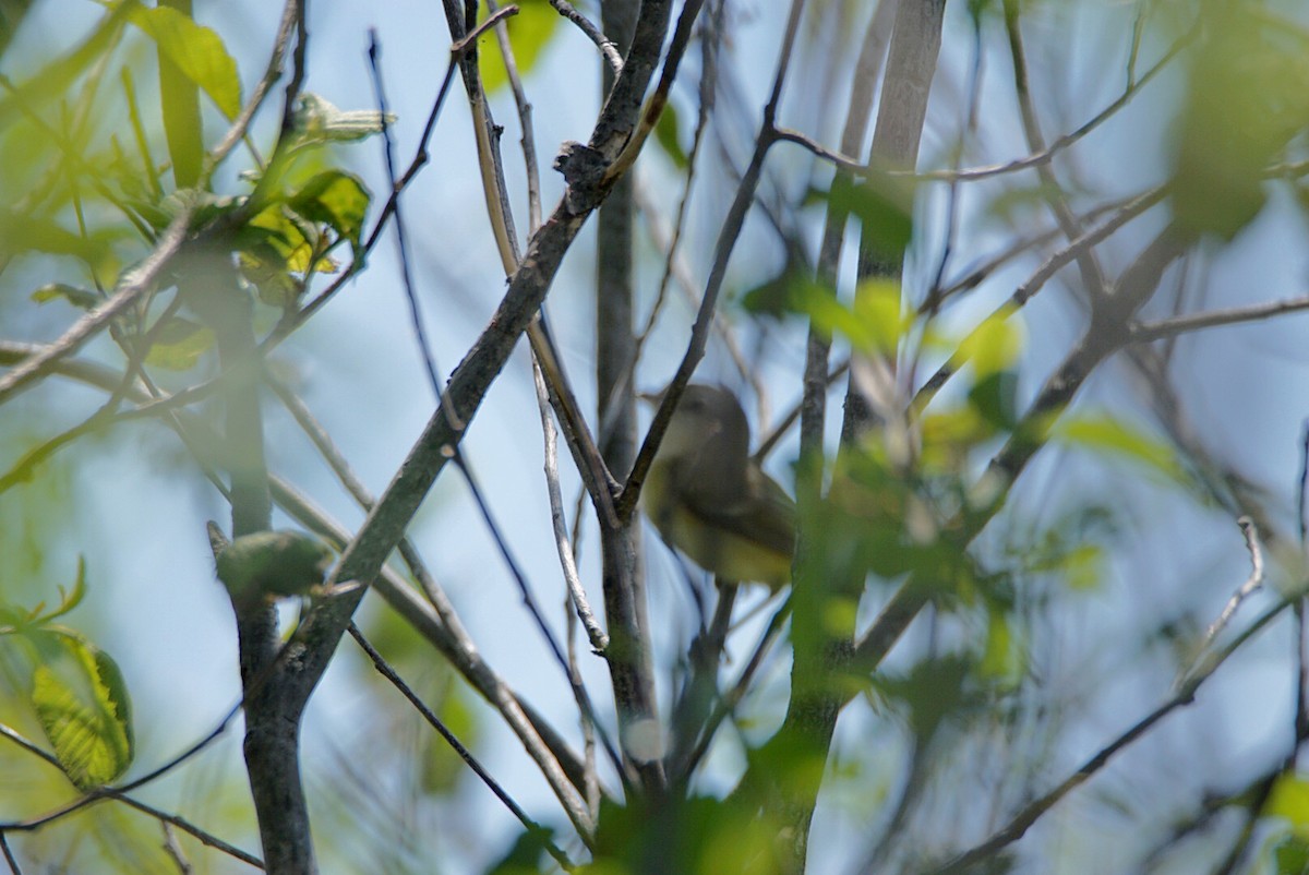 Bell's Vireo - ML344903421