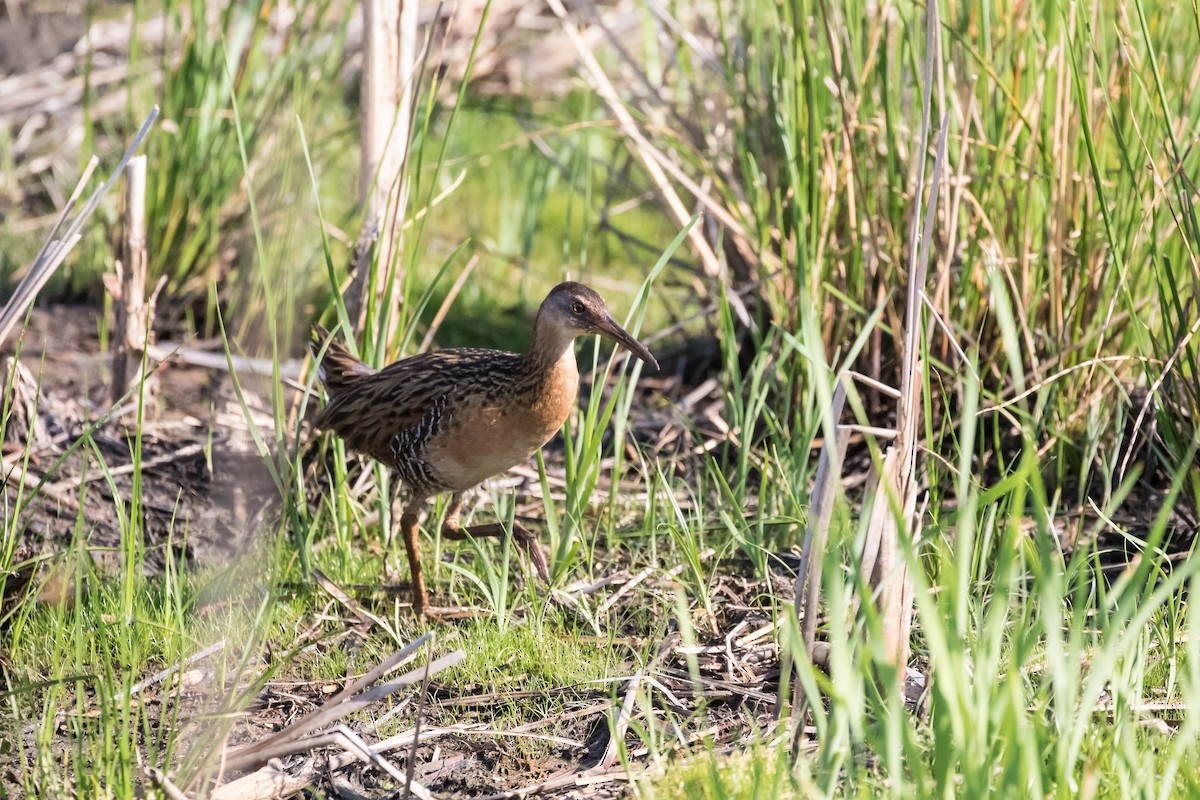 King Rail - ML344904421