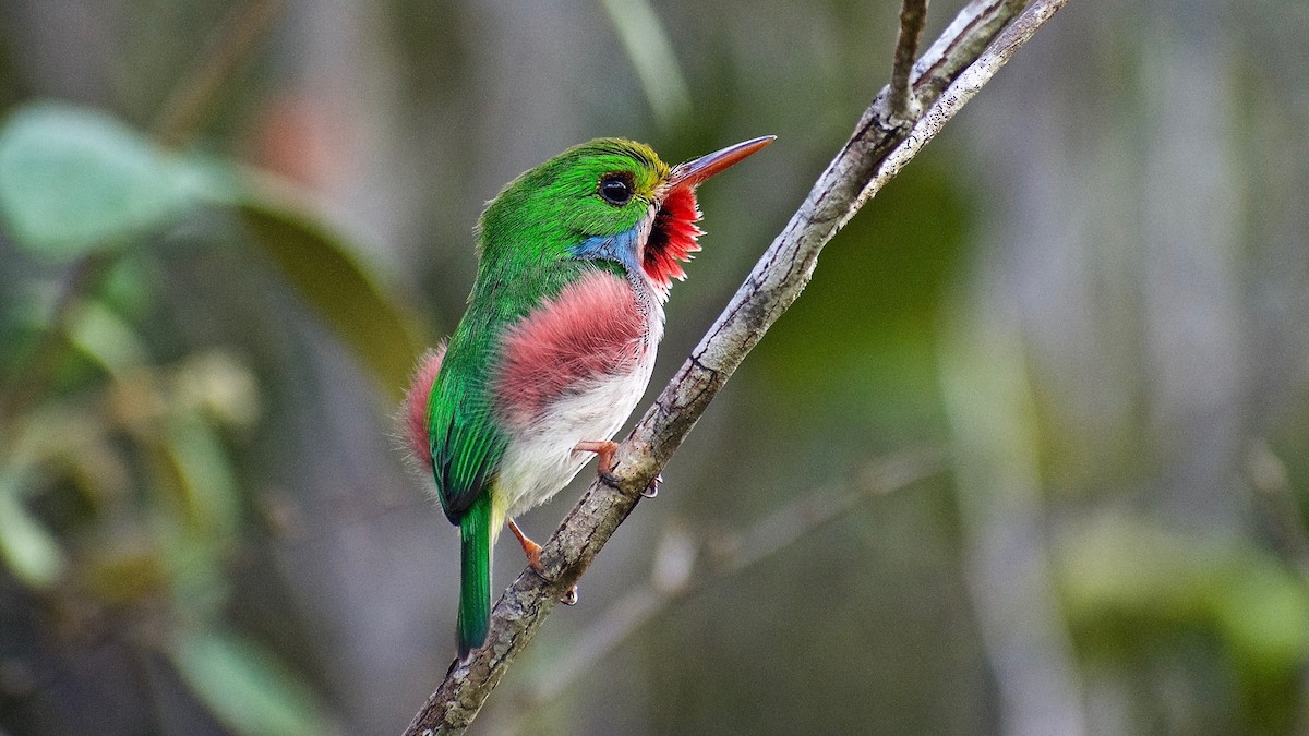 Cuban Tody - Roberto Jovel