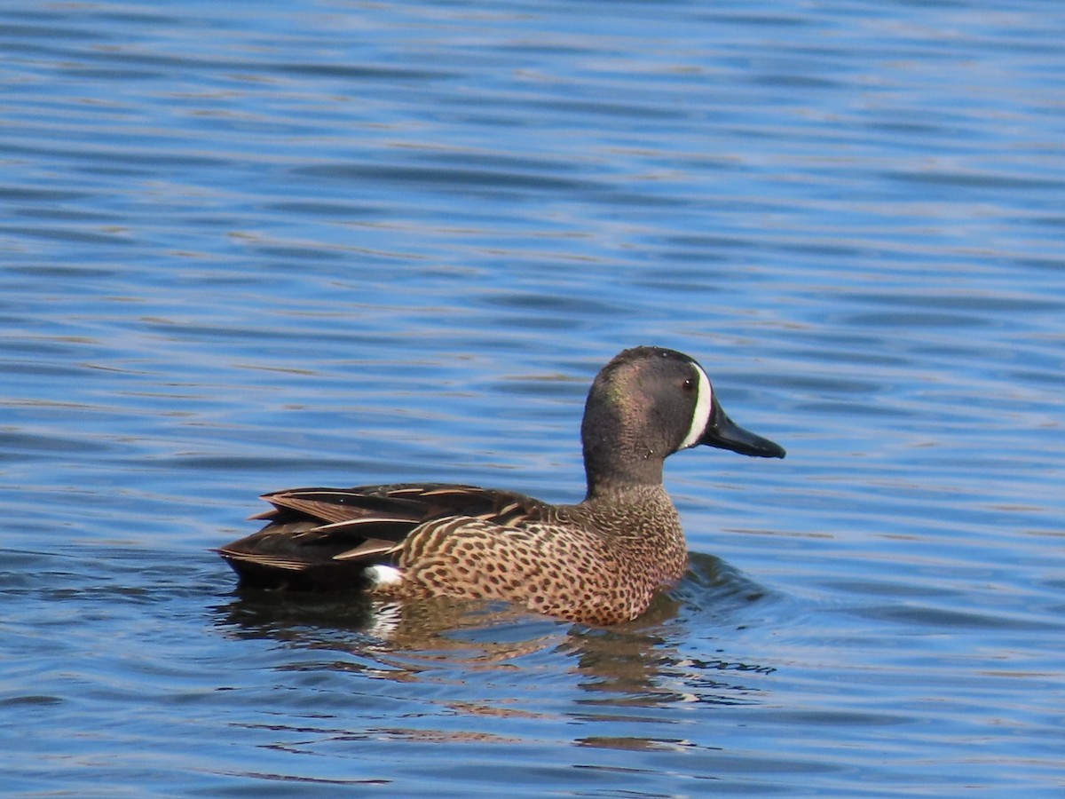 Blue-winged Teal - ML344906081