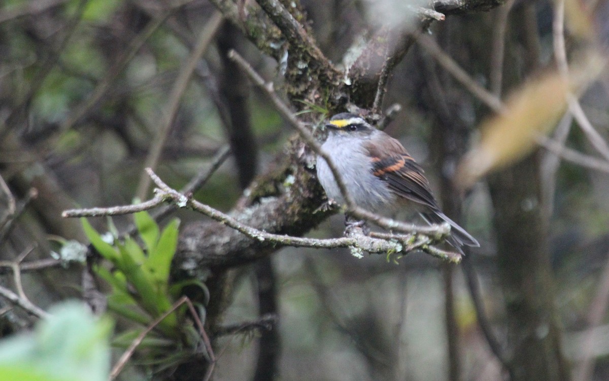 Jelski's Chat-Tyrant - Alexander Lees