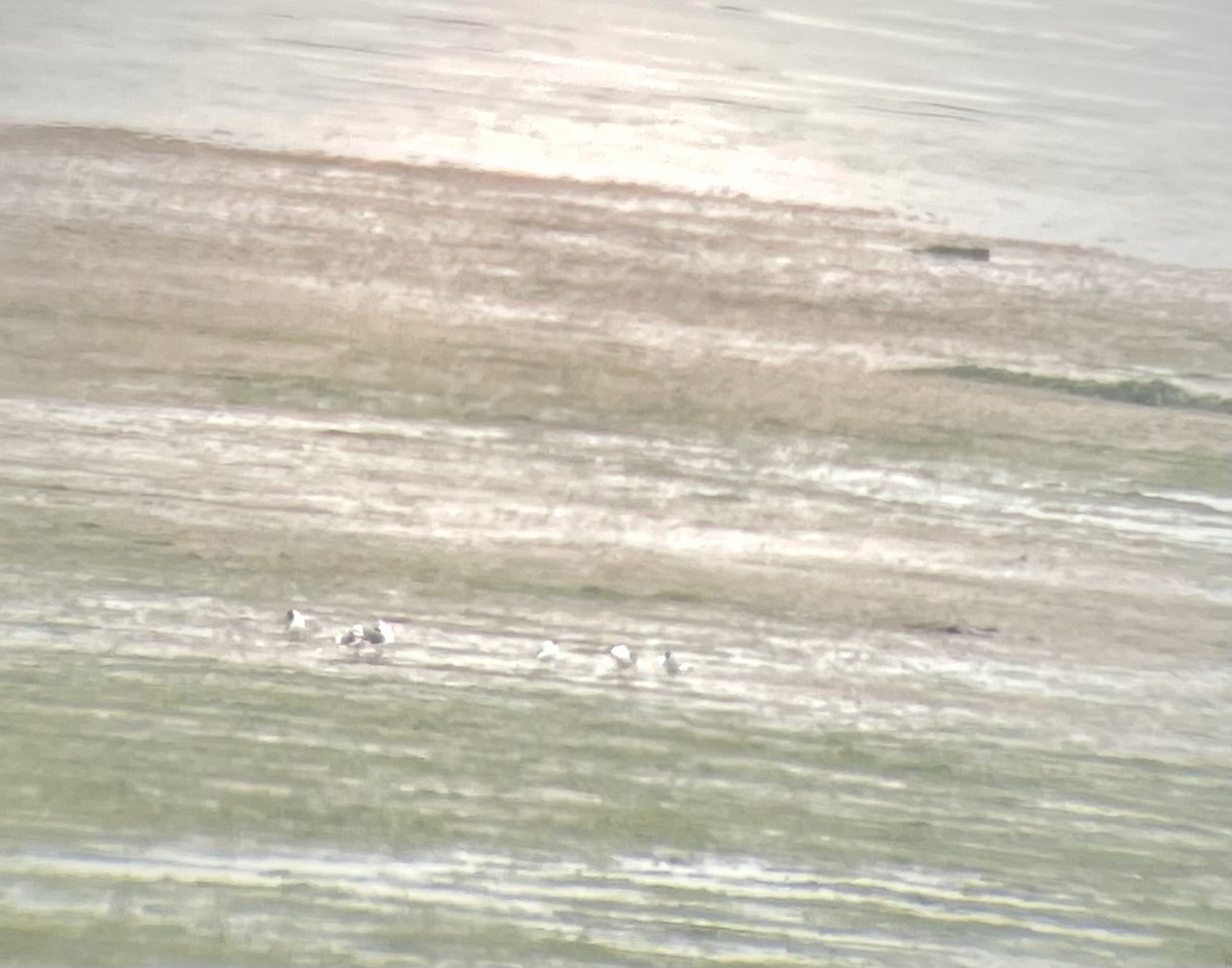 Franklin's Gull - ML344907071