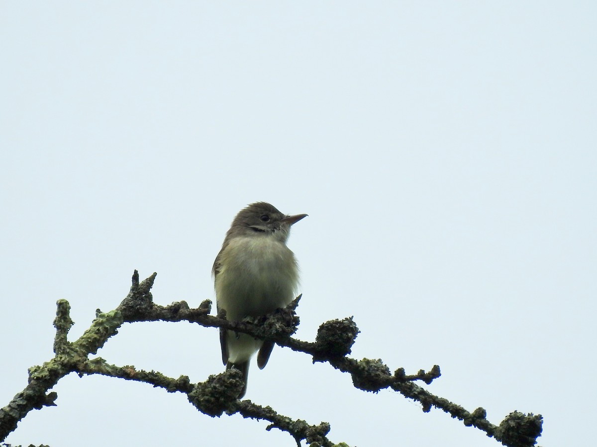 Willow Flycatcher - ML344907101