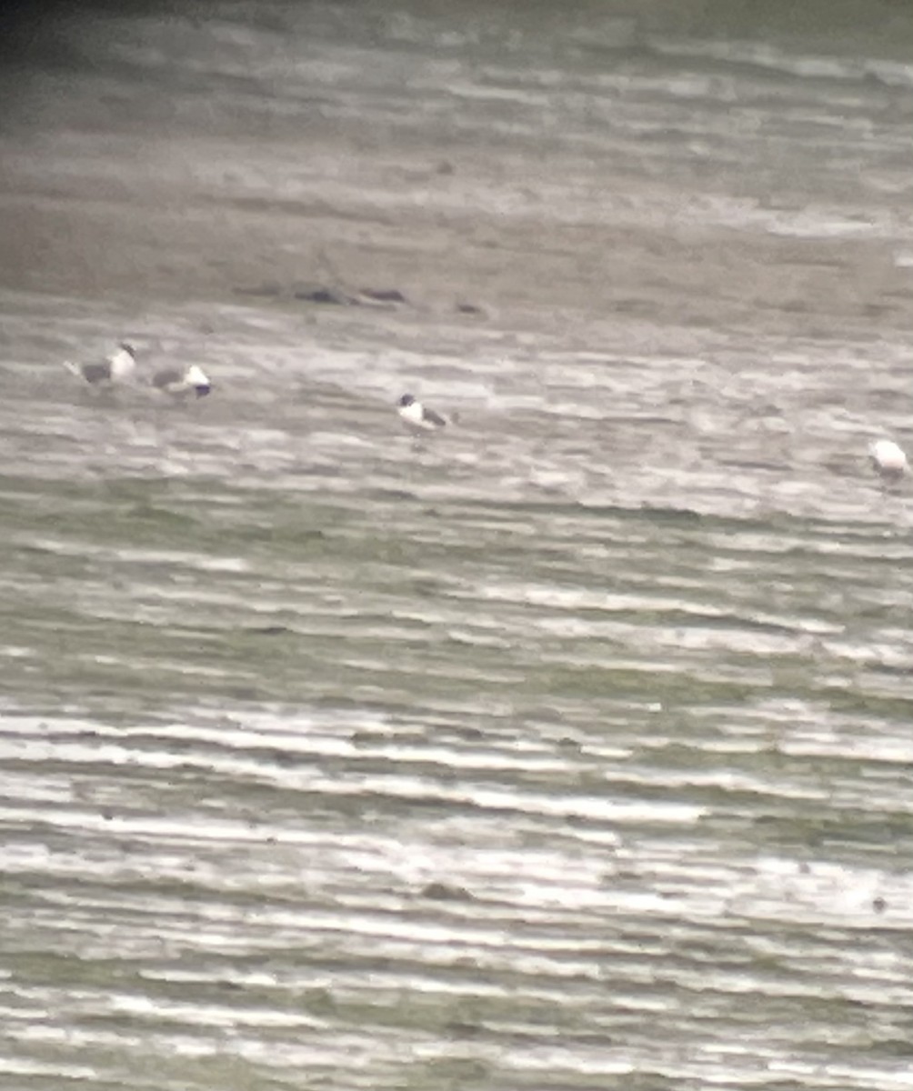 Franklin's Gull - ML344907121