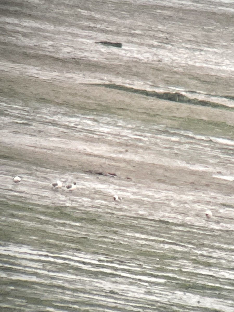 Franklin's Gull - ML344907301