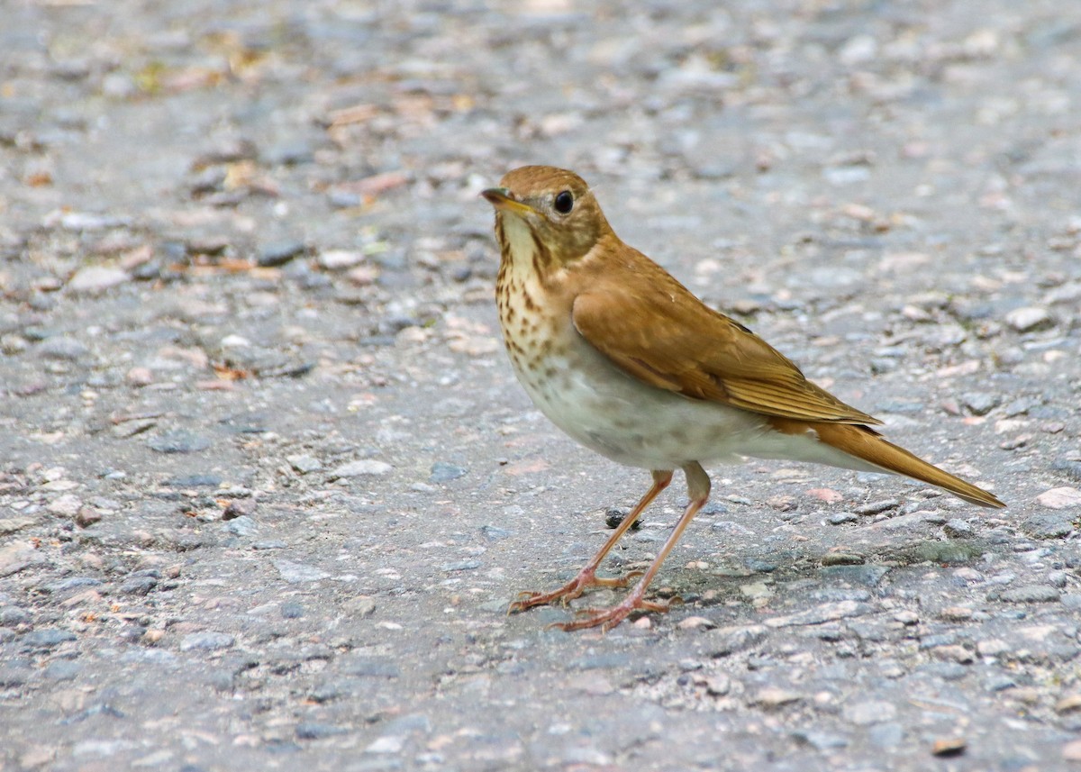 Veery - John Rudd