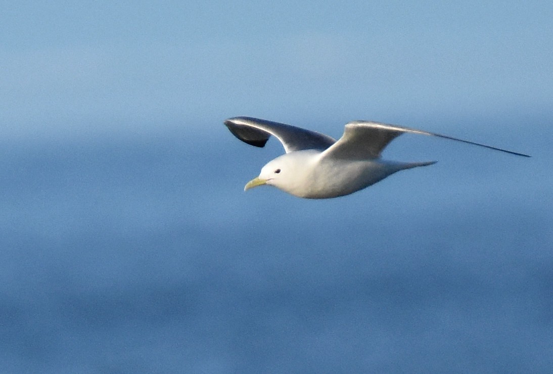 Gaviota Tridáctila - ML344908561