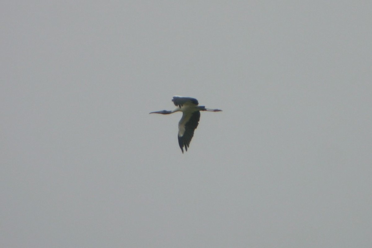 Wood Stork - ML34490881