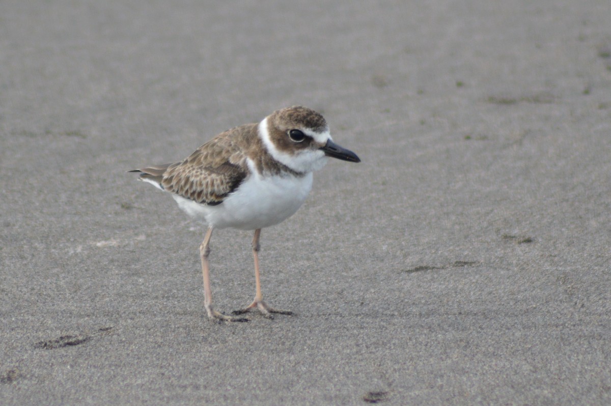 Wilson's Plover - ML34490931