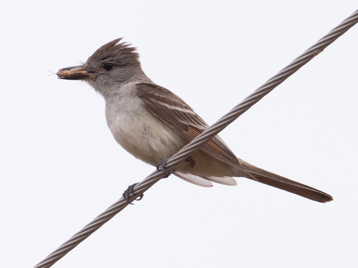 Ash-throated Flycatcher - ML344910921