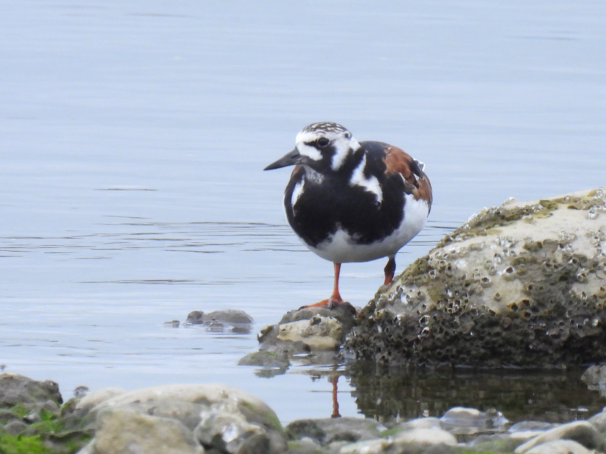 Ruddy Turnstone - ML344911141