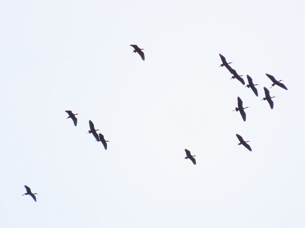 ibis hnědý - ML344911361