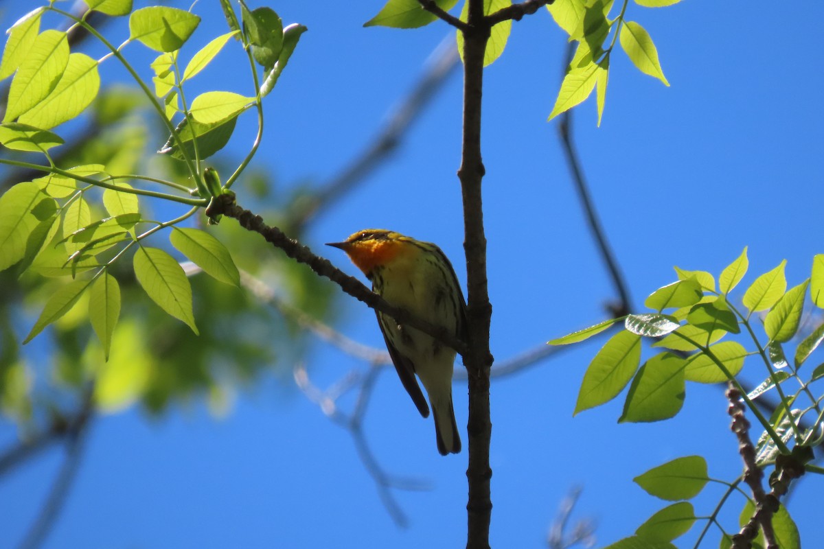 Blackburnian Warbler - ML344913911