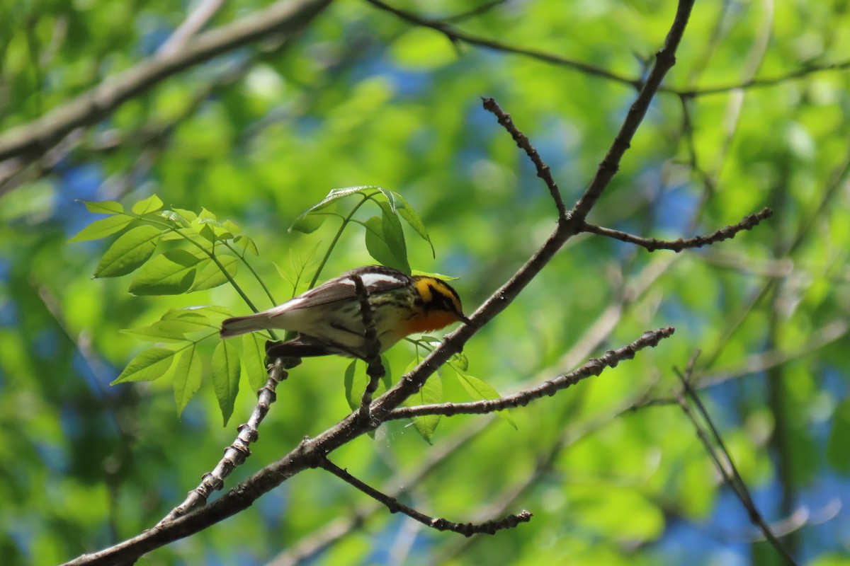 Blackburnian Warbler - ML344913961