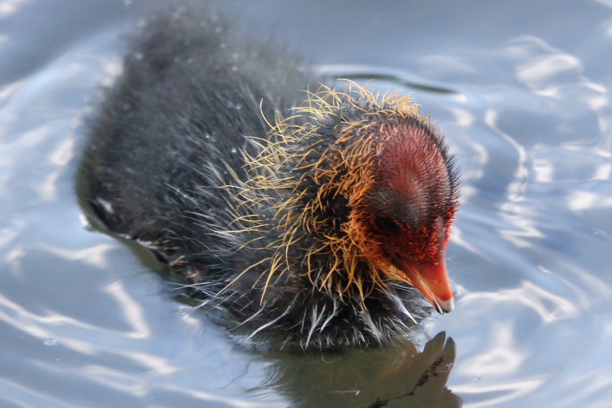 Eurasian Coot - ML344916131