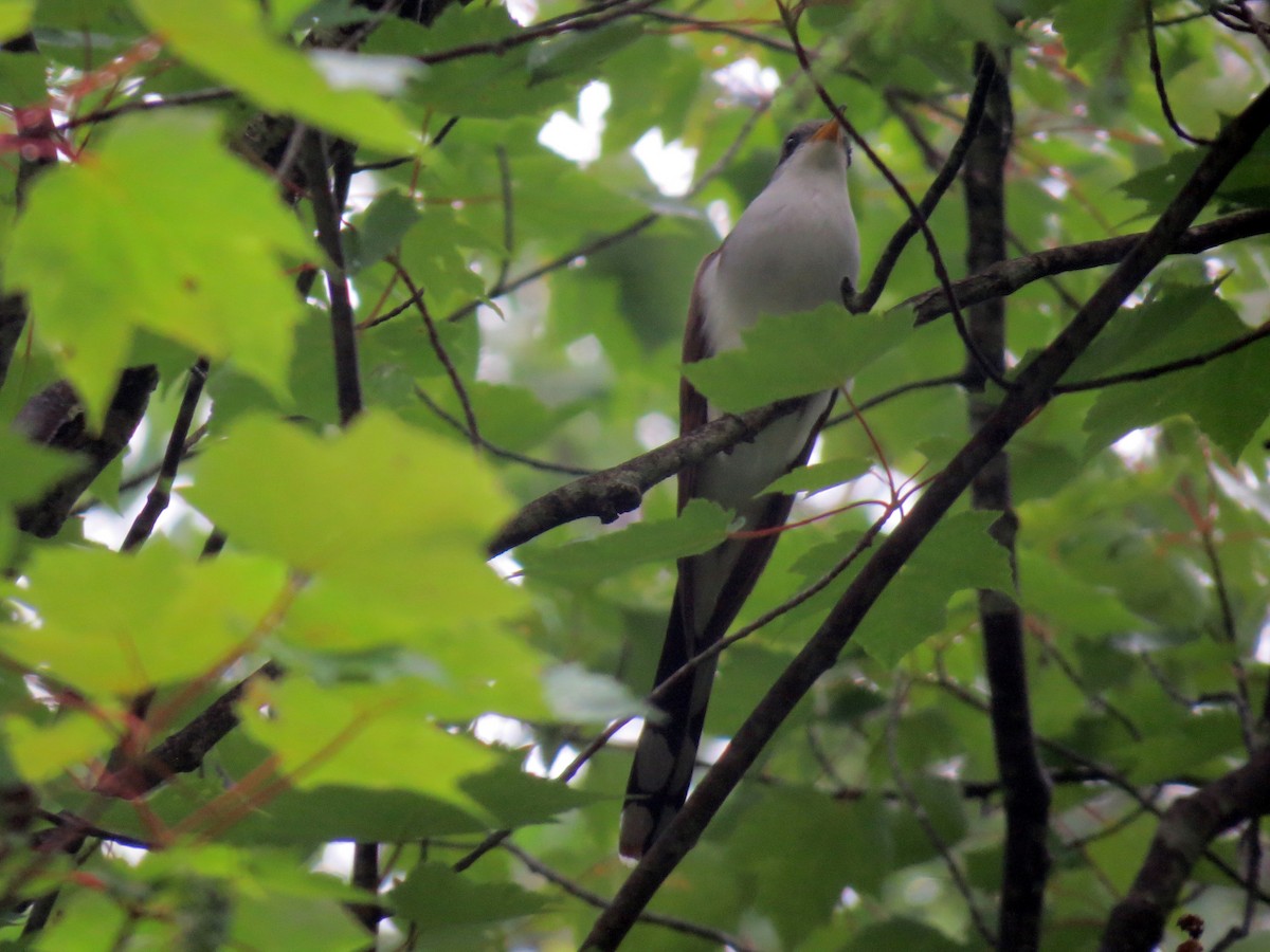 Yellow-billed Cuckoo - ML344919341