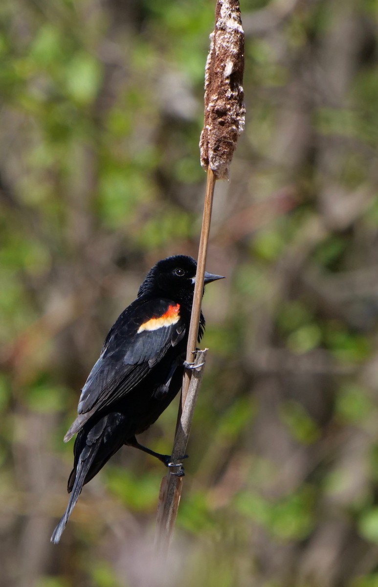 Red-winged Blackbird - ML344920001