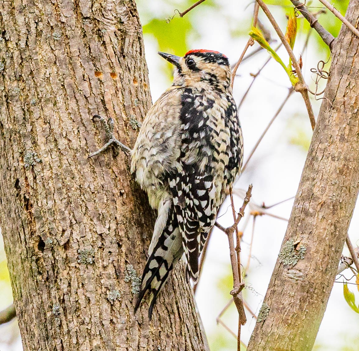 Yellow-bellied Sapsucker - Robert Bochenek