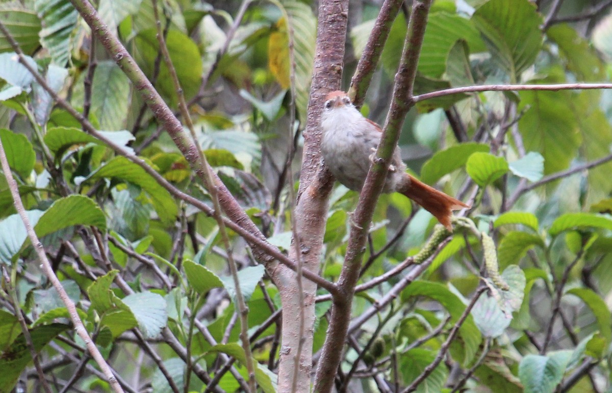 Line-cheeked Spinetail (Baron's) - ML34492111