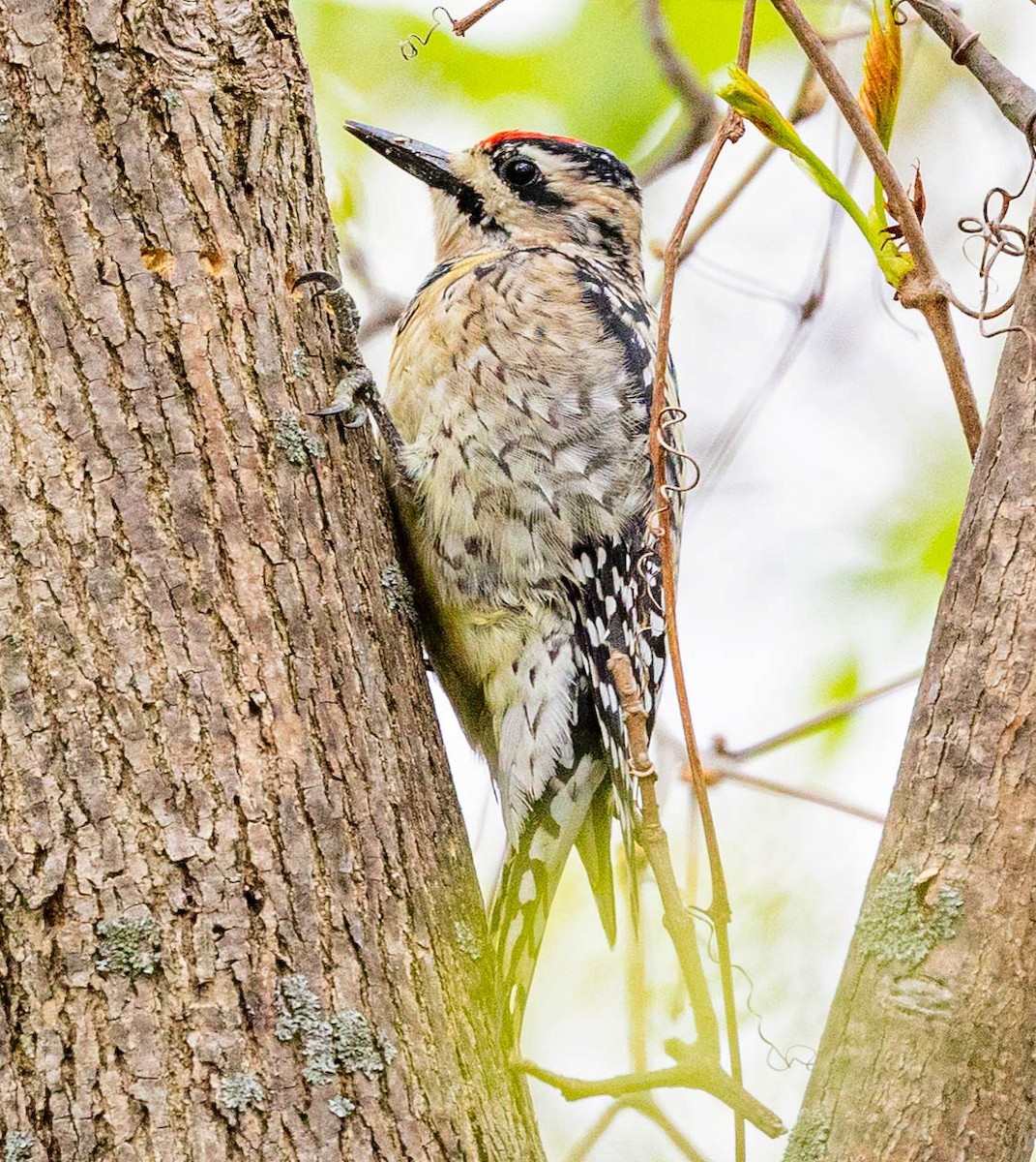 Yellow-bellied Sapsucker - Robert Bochenek