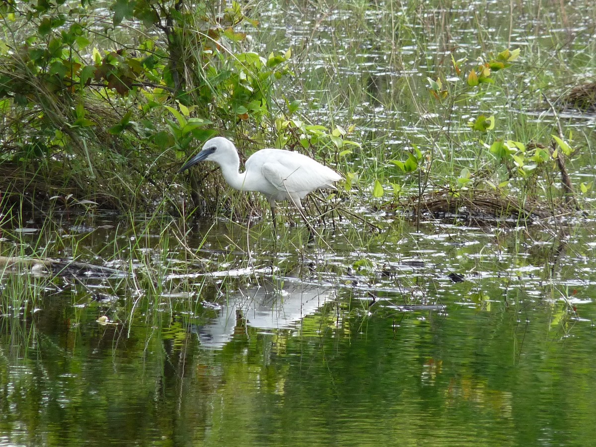 heron sp. - ML344923671