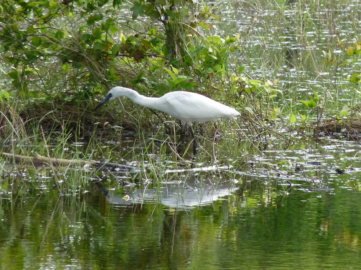 heron sp. - ML344923941