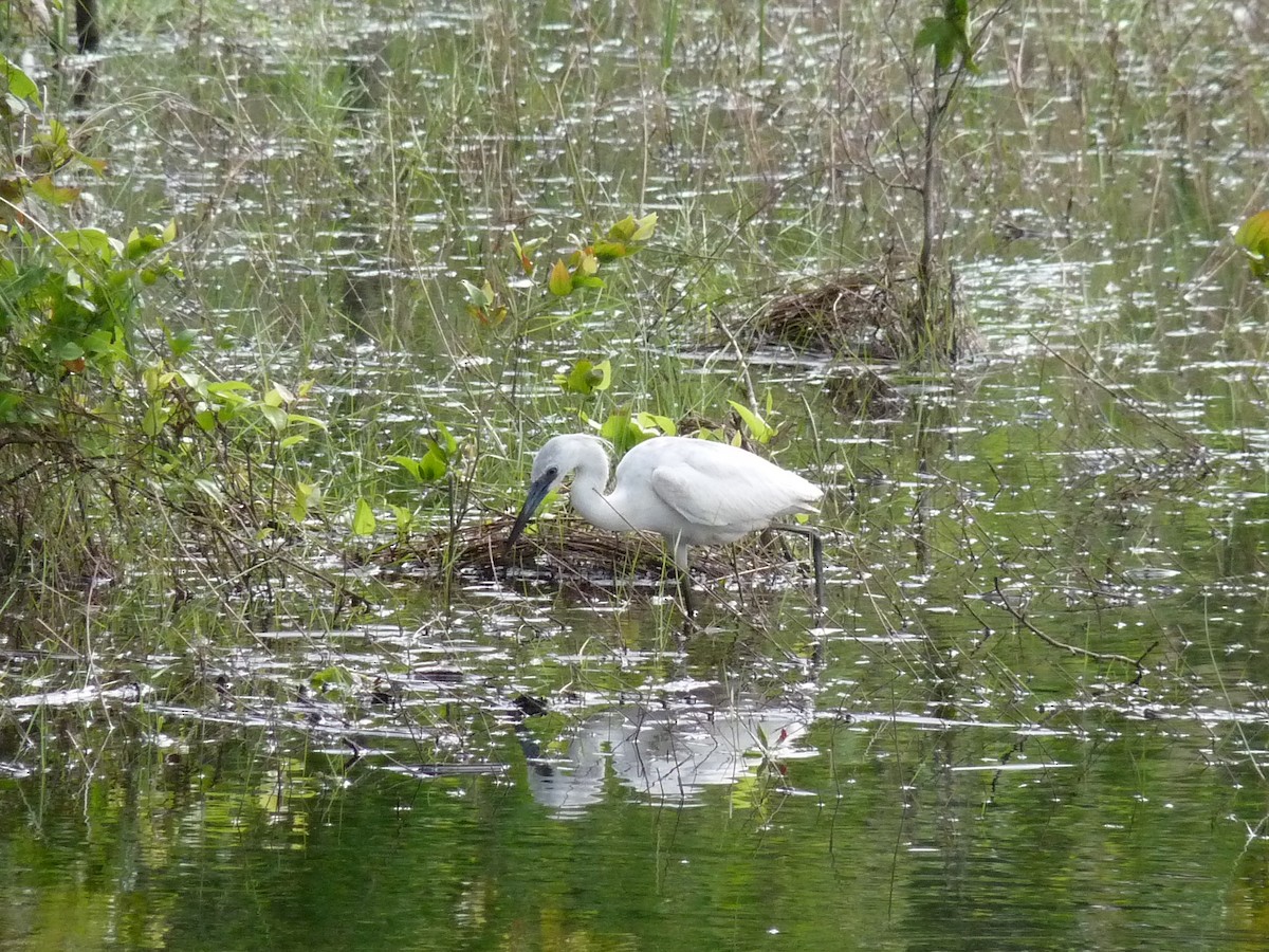 heron sp. - ML344923991