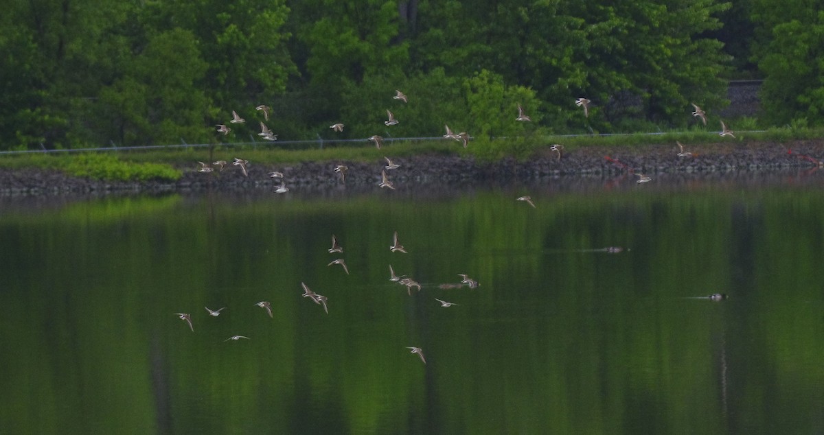 Semipalmated Sandpiper - John Sojda