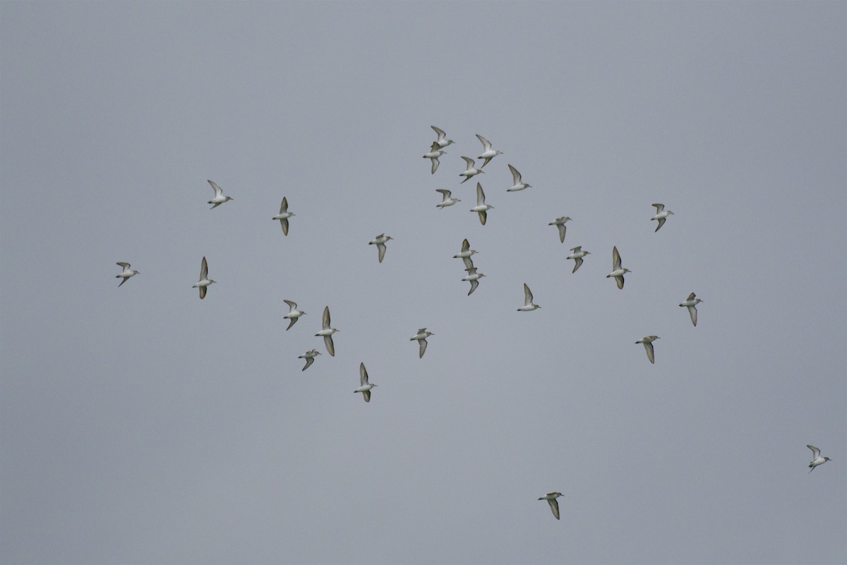 Semipalmated Sandpiper - John Sojda