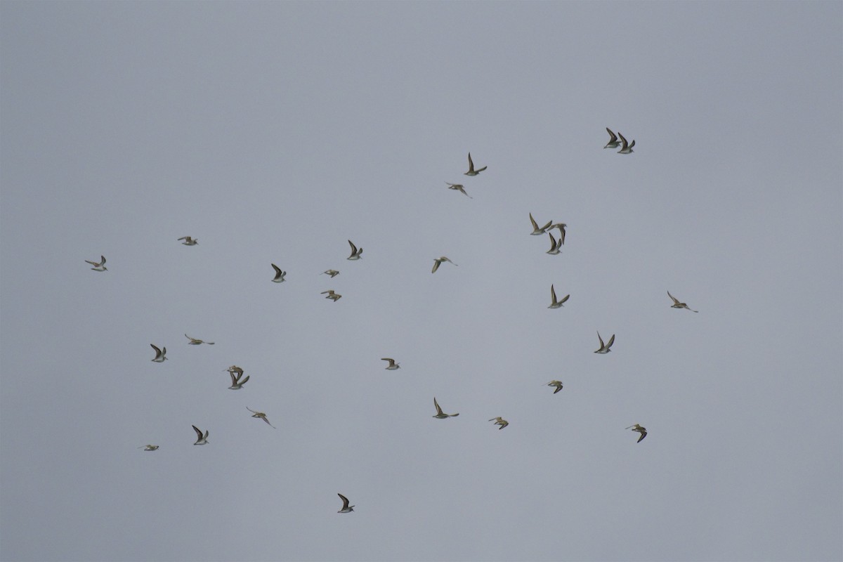 Semipalmated Sandpiper - ML344924391