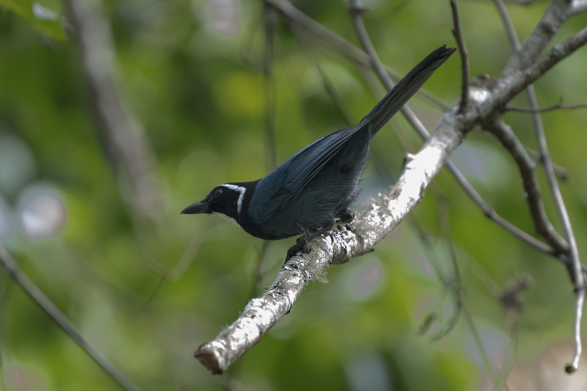 White-throated Jay - ML344924581