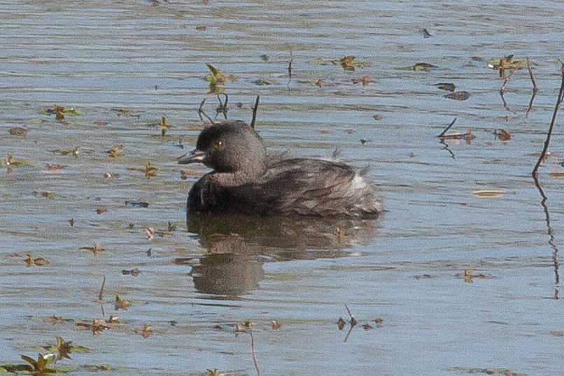 Least Grebe - ML344926561