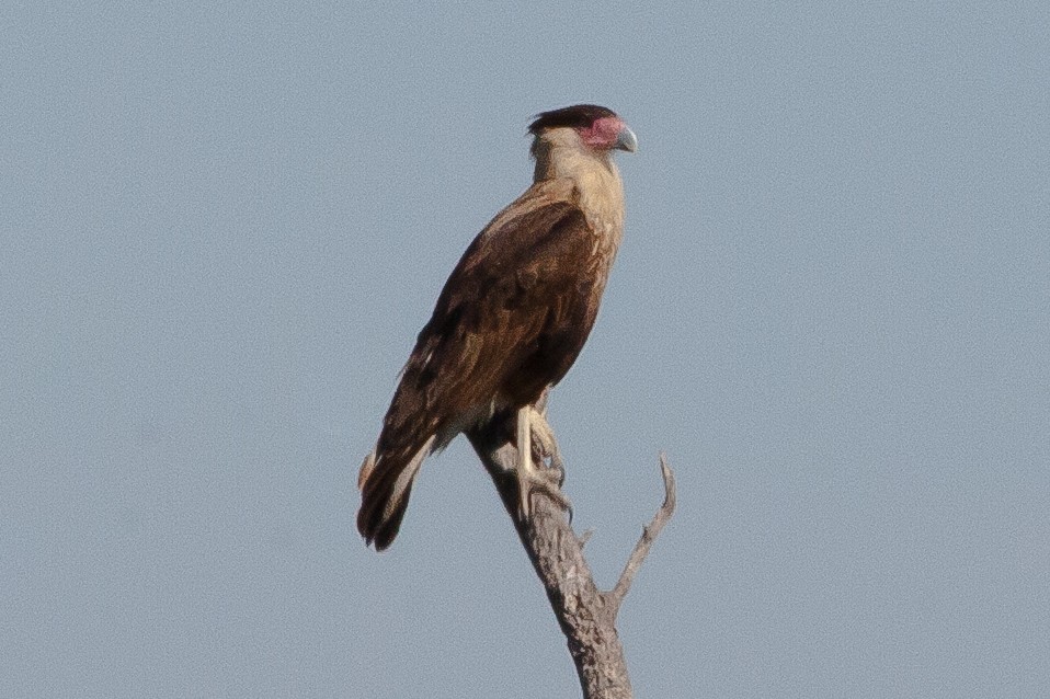 Caracara huppé (cheriway) - ML344926591